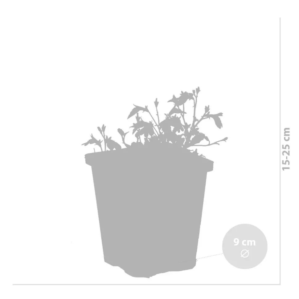 BLOOMIQUE - Mazus reptans - mazus rampant - plantes de bassin - plantes aquatiques - hauteur 10-20 cm - pot 9 cm