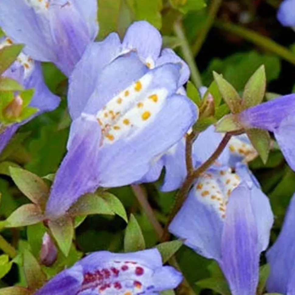 BLOOMIQUE - Mazus reptans - mazus rampant - plantes de bassin - plantes aquatiques - hauteur 10-20 cm - pot 9 cm