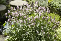 BLOOMIQUE - Mentha aquatica - menthe aquatique - plantes de bassin - 10-20 cm de haut - pot 9 cm