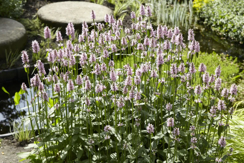 BLOOMIQUE - Mentha aquatica - menthe aquatique - plantes de bassin - 10-20 cm de haut - pot 9 cm