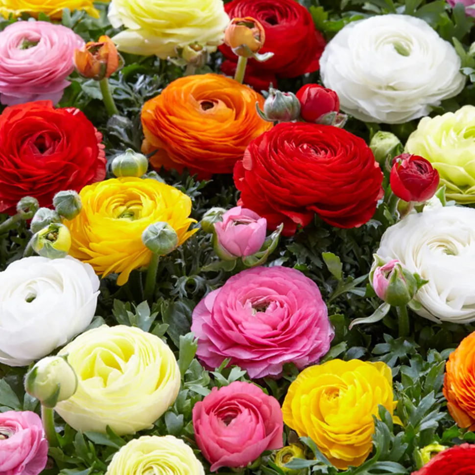 BLOOMIQUE - Mélange de 50 - renoncule - renoncule - bouton d'or - mélange de couleurs - pousse jusqu'à 30-40 cm