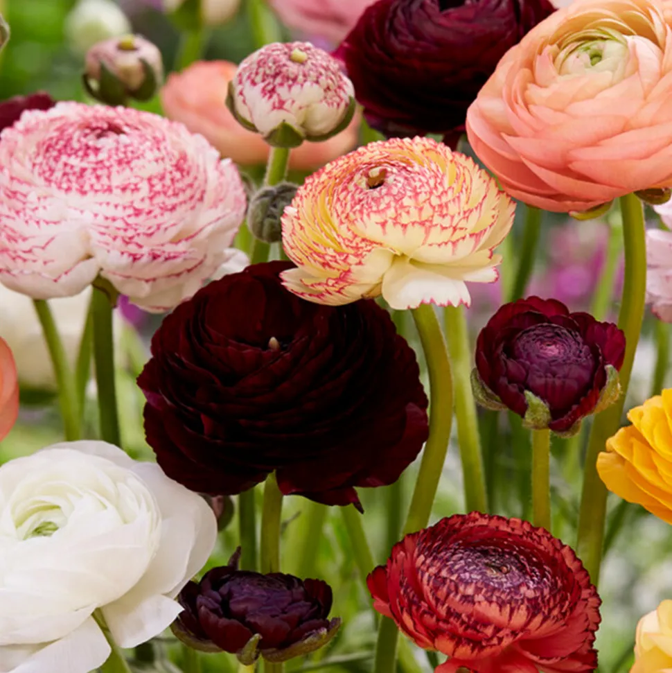 BLOOMIQUE - Mélange de 50 - renoncule - renoncule - bouton d'or - mélange de couleurs - pousse jusqu'à 30-40 cm