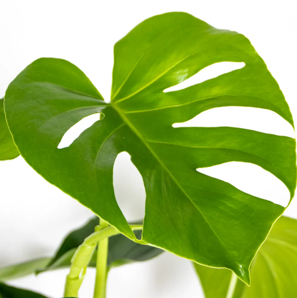 BLOOMIQUE - Monstera deliciosa - plante à trous - plantes d’intérieur - hauteur 70-80 cm - pot 21 cm
