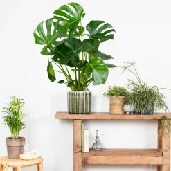 BLOOMIQUE - Monstera deliciosa - plante à trous - plantes d’intérieur - hauteur 70-80 cm - pot 21 cm
