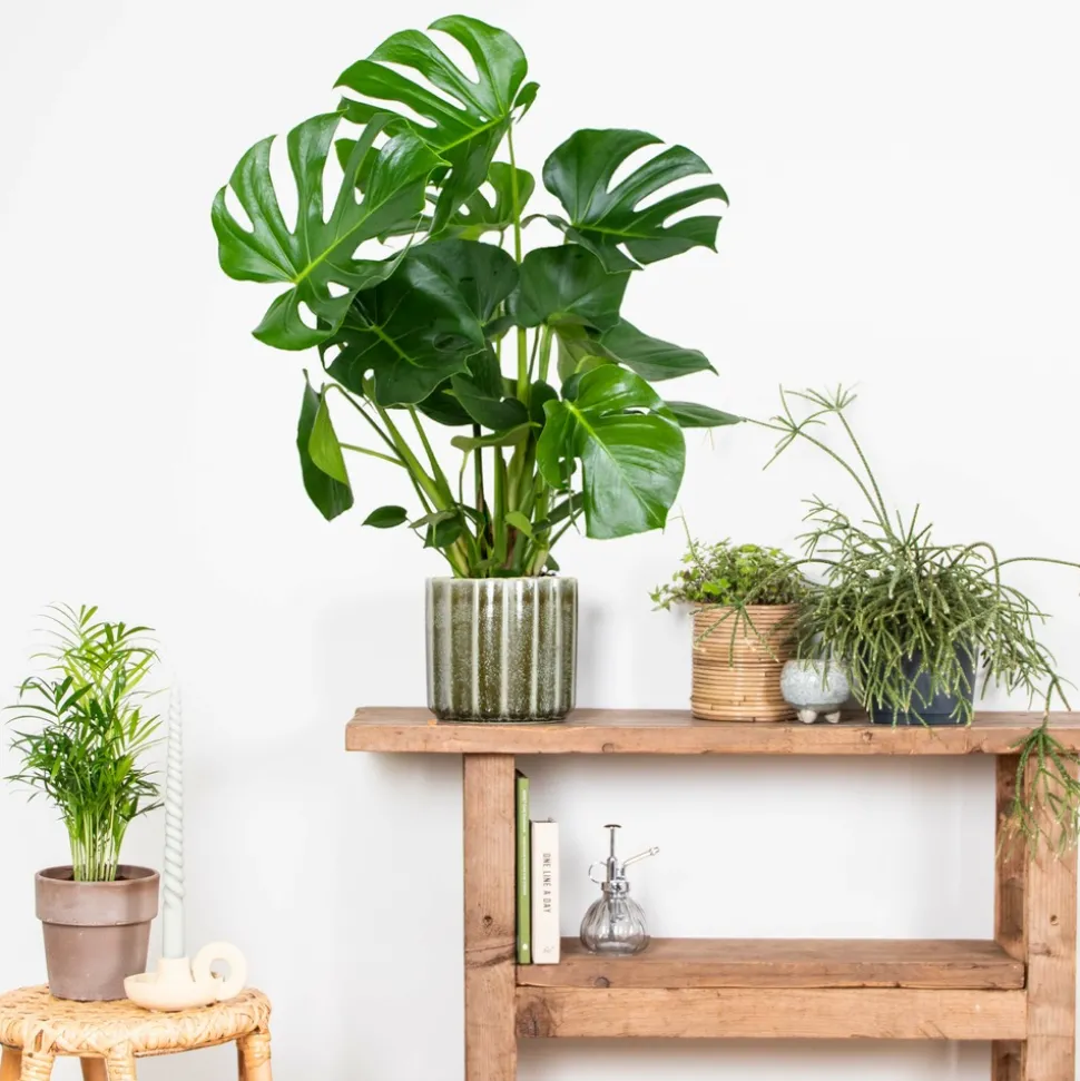 BLOOMIQUE - Monstera deliciosa - plante à trous - plantes d’intérieur - hauteur 70-80 cm - pot 21 cm
