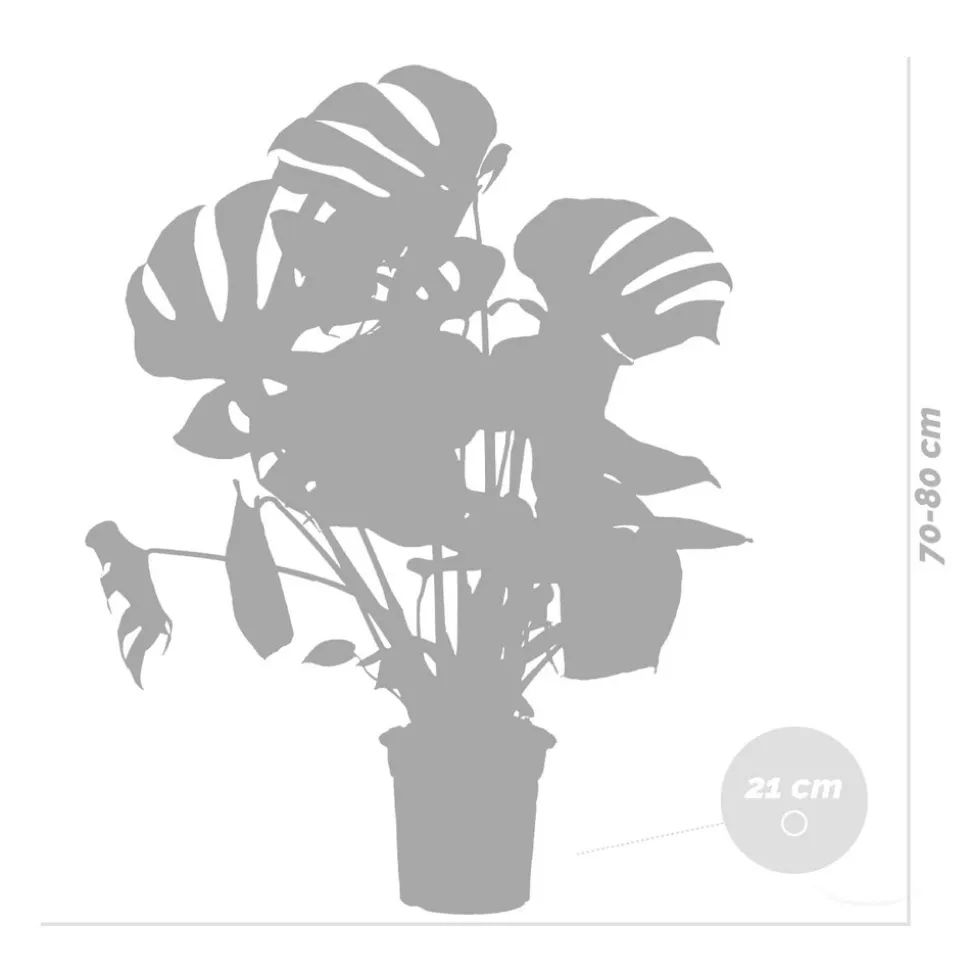 BLOOMIQUE - Monstera deliciosa - plante à trous - plantes d’intérieur - hauteur 70-80 cm - pot 21 cm