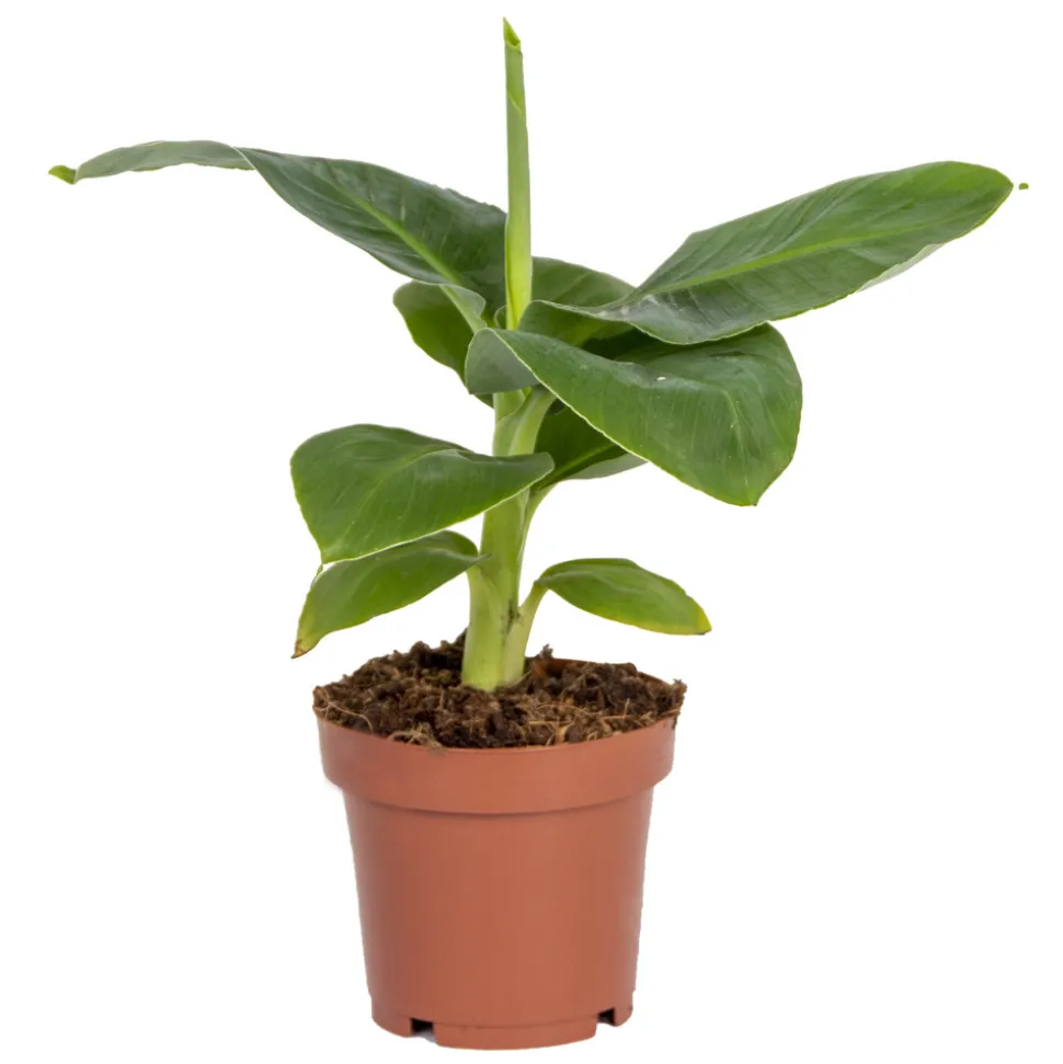 BLOOMIQUE - Musa dwarf cavendish - bananier nain - plante d’intérieur - 20-30 cm de haut - pot 12 cm