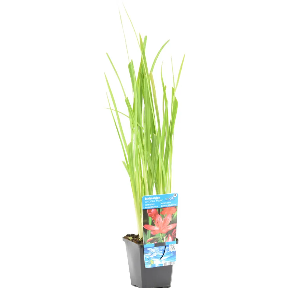 BLOOMIQUE - Schizostylis 'mrs hegarty' - lis des cafres rose - glaïeul des marais - 10-20 cm de haut - pot 9 cm