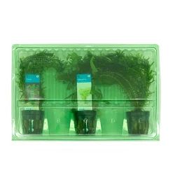 BLOOMIQUE - Set de 3 - plantes d'aquarium véritables - accessoires d'aquarium - hauteur 15-20 cm