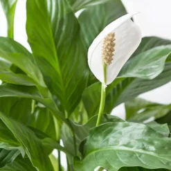 BLOOMIQUE - Spathiphyllum - fleur de lune - plante d’intérieur - dépolluante - 60-80 cm de haut - pot 17 cm