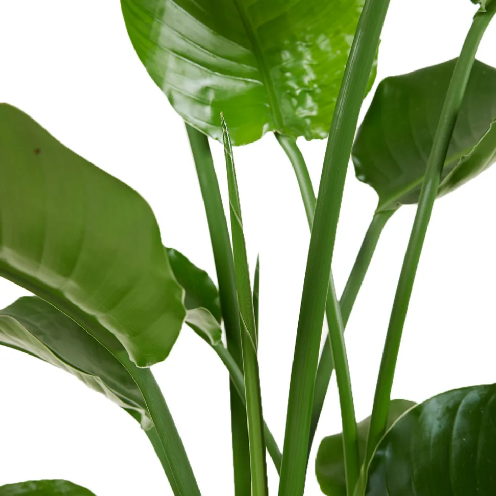 BLOOMIQUE - Strelitzia nicolai - plante strelitzia - oiseau de paradis - hauteur 70-80 cm - pot de 17 cm