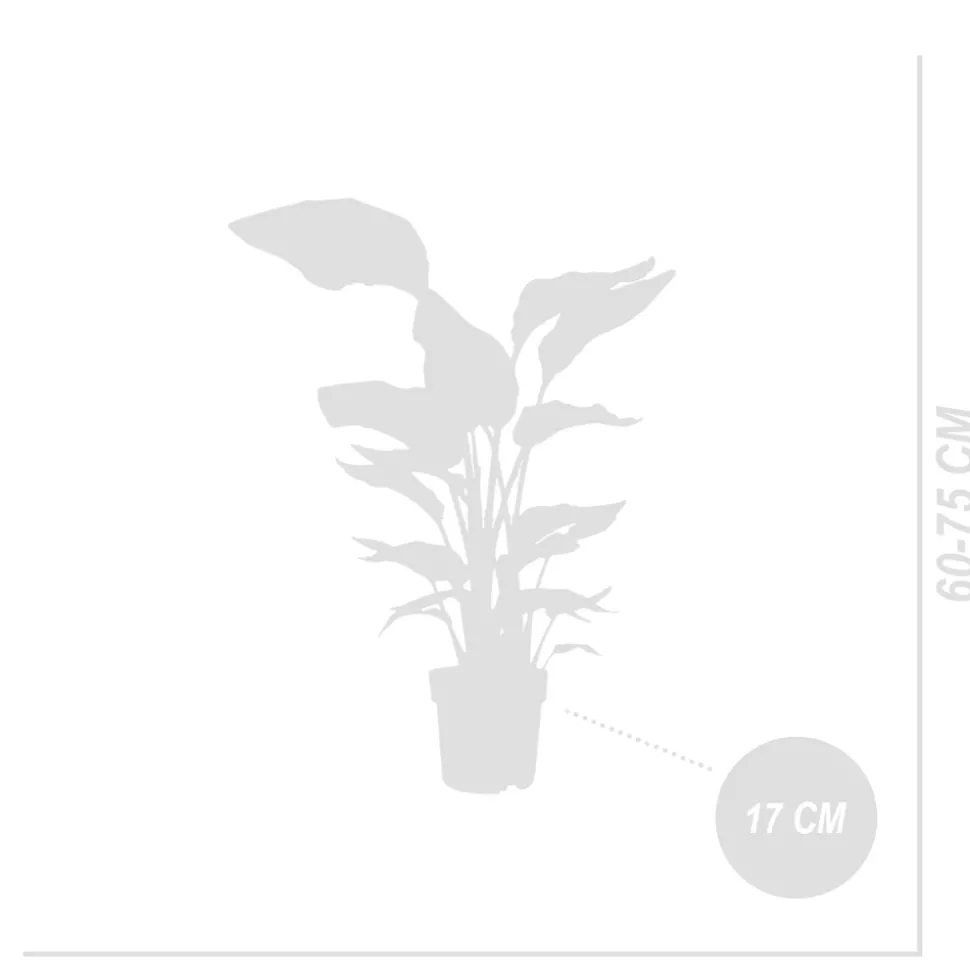 BLOOMIQUE - Strelitzia nicolai - plante strelitzia - oiseau de paradis - hauteur 70-80 cm - pot de 17 cm