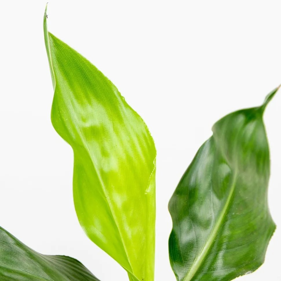 BLOOMIQUE - Strelitzia reginae - oiseau de paradis - plante d’intérieur - hauteur 30-40 cm - pot 12 cm