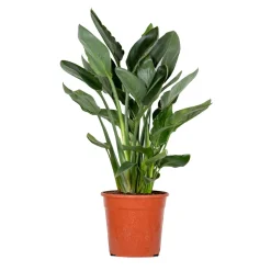 BLOOMIQUE - Strelitzia reginae - oiseau de paradis - fleur de paradis - hauteur 80-100 cm - pot 24 cm
