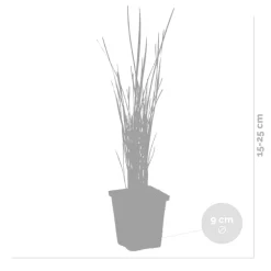 BLOOMIQUE - Typha latifolia - grand massette - cigare des marais - 15-25 cm de haut - pot 9 cm