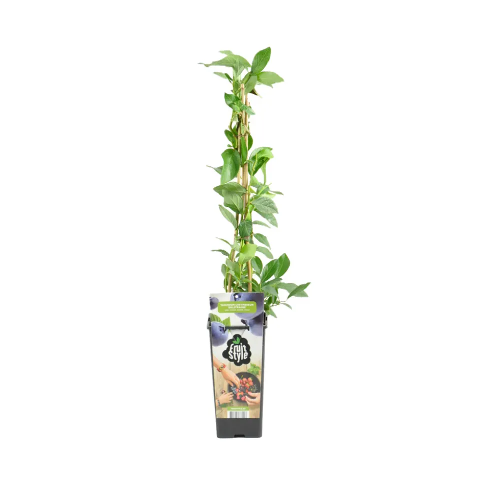 BLOOMIQUE - Vaccinium corymbosum 'goldtraube' - myrtille - plantes fruitières - ⌀14 cm - hauteur 60-70cm