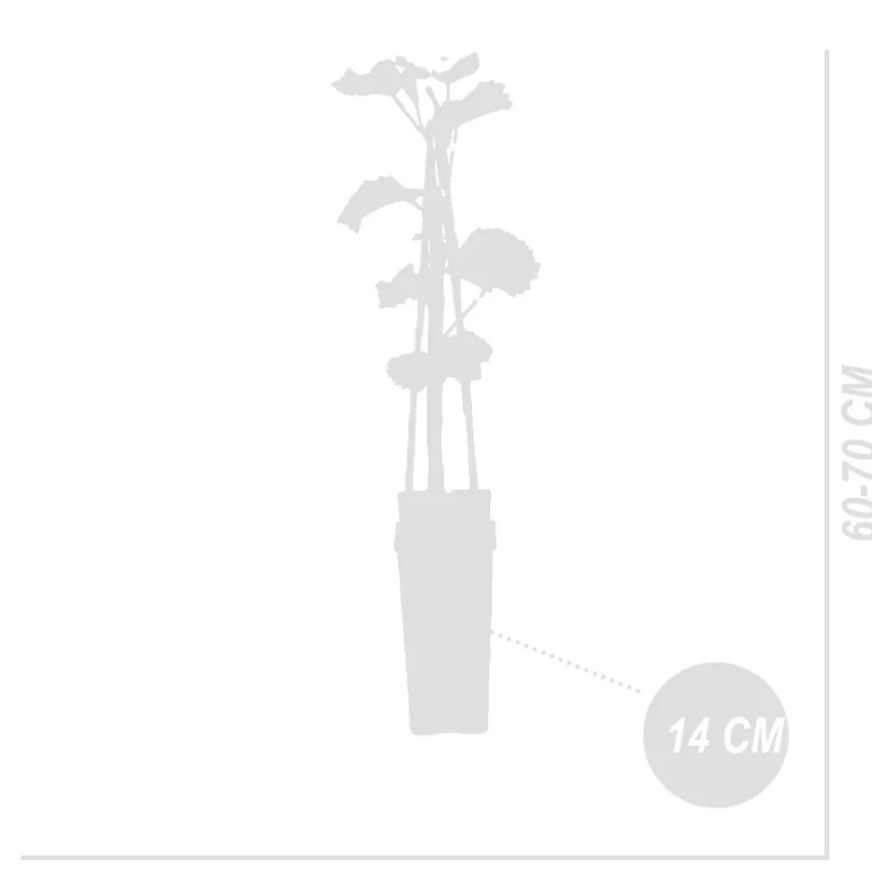 BLOOMIQUE - Vitis vinifera 'vroege van der laan' - plant de raisin - raisins blancs - ⌀14 cm - hauteur 60-70cm