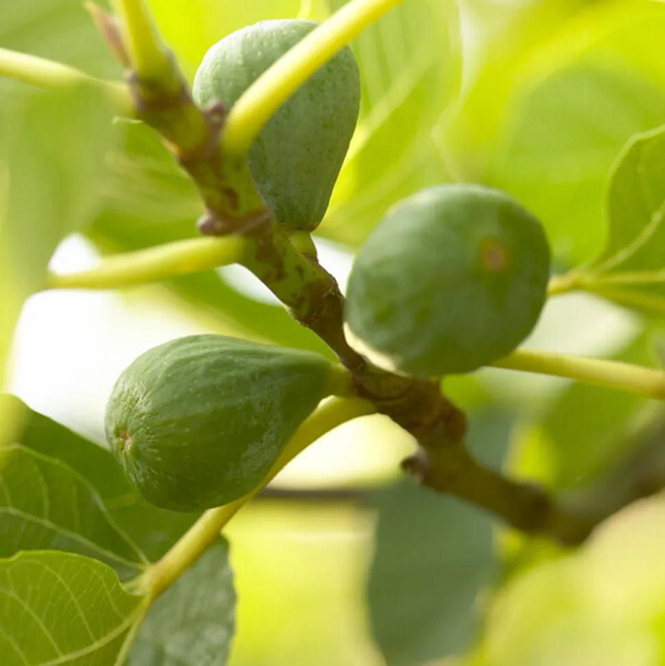 BLOOMIQUE - 2x ficus carica 'brown turkey' - figuier - arbres fruitiers - ⌀14 cm - hauteur 60-70cm