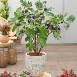 BLOOMIQUE - 2x ficus carica 'brown turkey' - figuier - arbres fruitiers - ⌀14 cm - hauteur 60-70cm