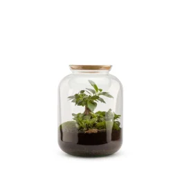 Bonbonne classic S Ginseng