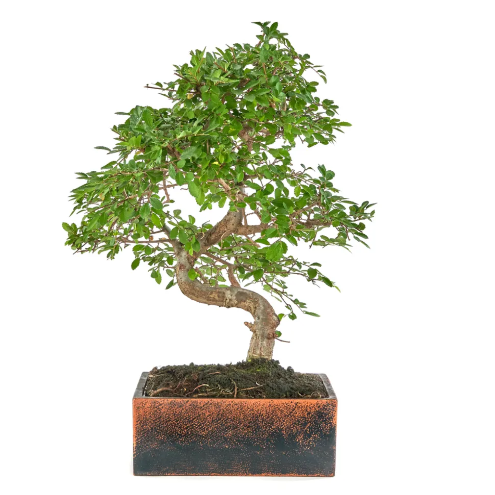 BonsaÏ 8 ans d'âge avec son pot Déco Oxide