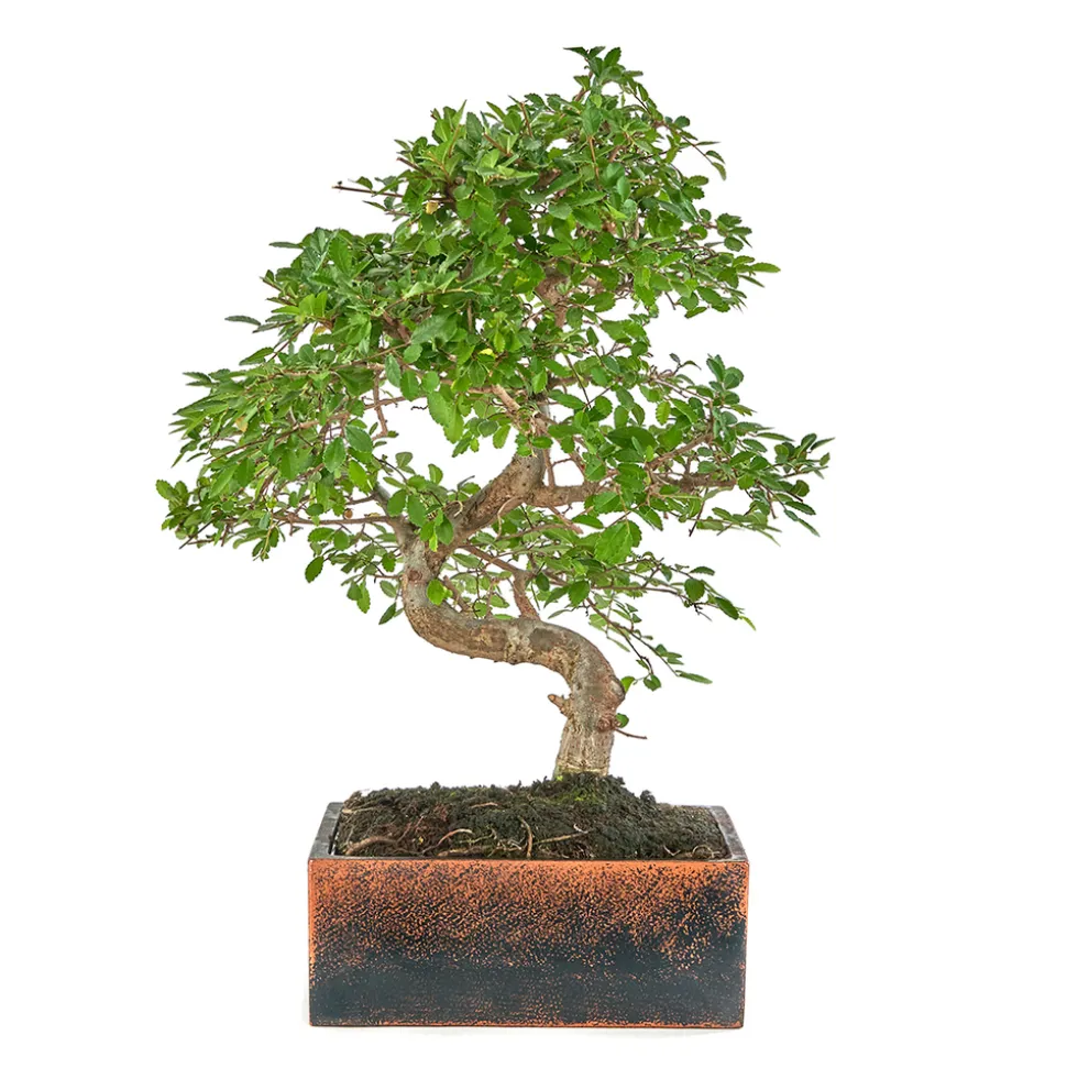 BonsaÏ 8 ans d'âge avec son pot Déco Oxide