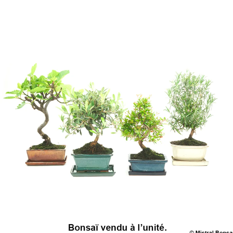 BonsaÏ d'extérieur avec soucoupe 7 ans