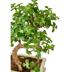 Bonsaï Mix avec soucoupe, 6 ans