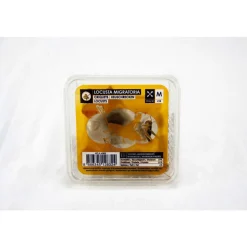 Boîte de 10 criquets subadultes