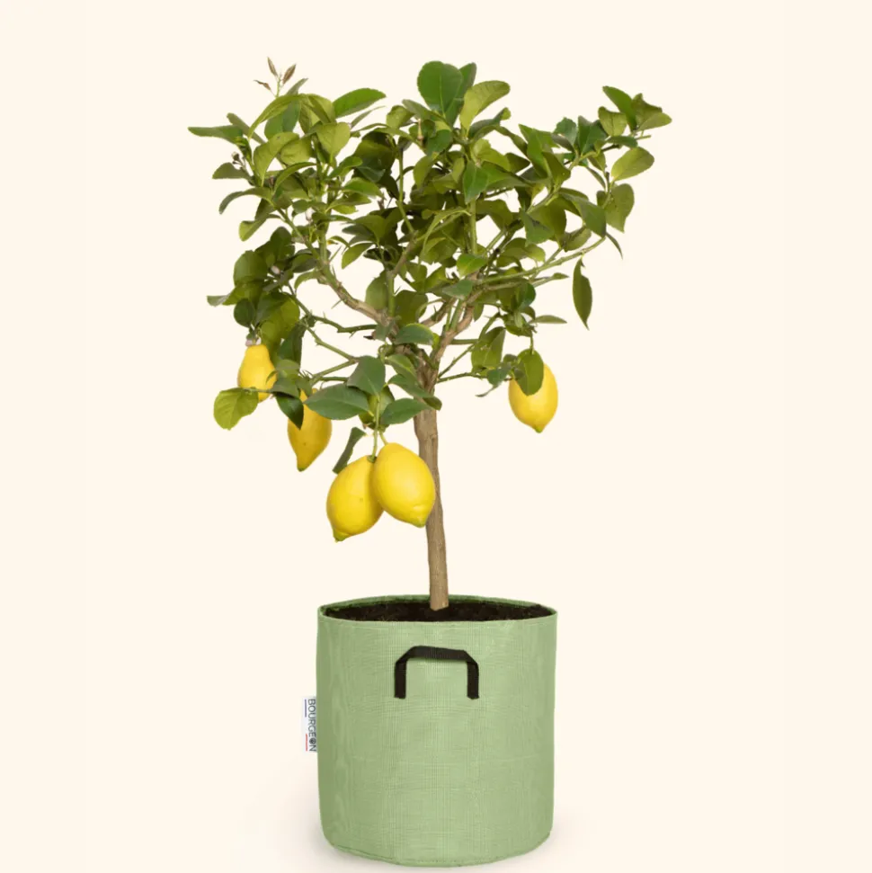 BOURGEON - Citronnier jaune - citrus lemon 60cm + pot respirant vert ø20cm