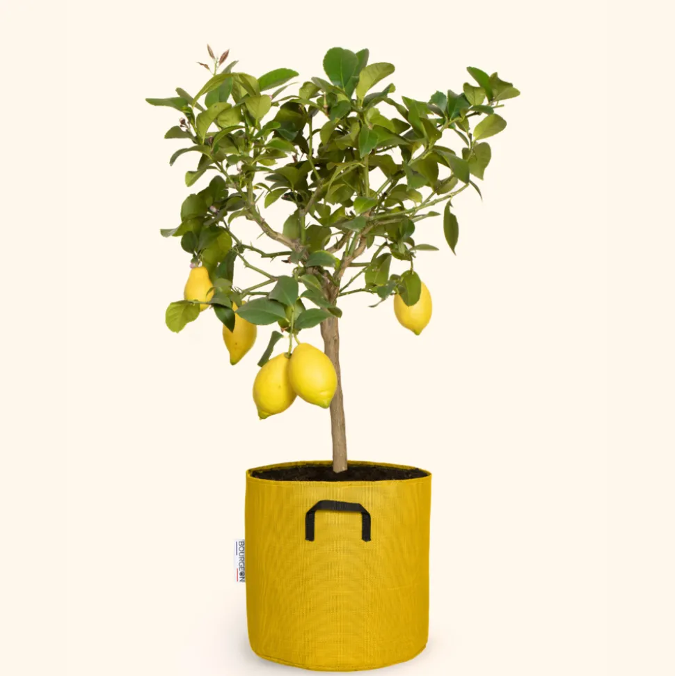 BOURGEON - Citronnier jaune - citrus lemon 60cm + pot respirant jaune ø20cm