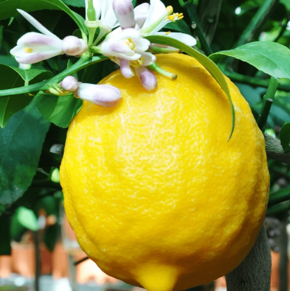 BOURGEON - Citronnier jaune - citrus lemon 60cm + pot respirant jaune ø20cm