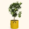 BOURGEON - Citronnier vert - citrus lime 80cm - pot respirant jaune ø30cm