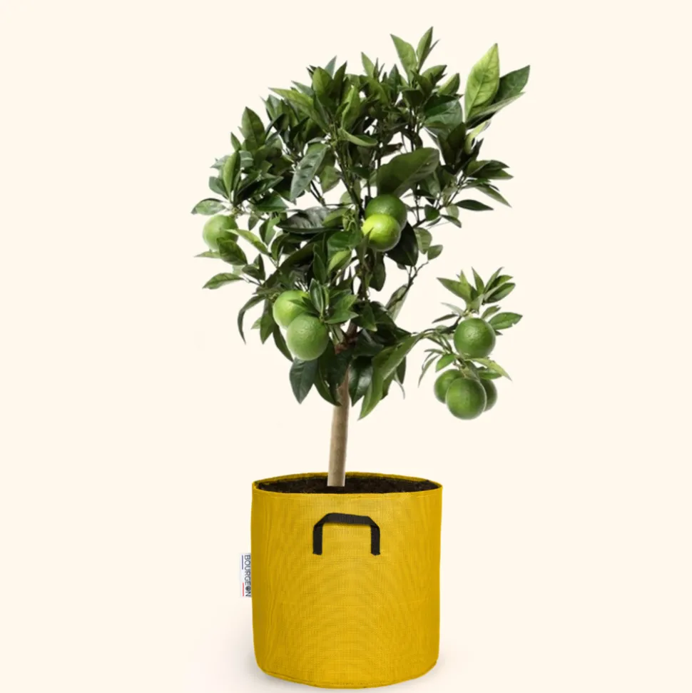 BOURGEON - Citronnier vert - citrus lime 80cm - pot respirant jaune ø30cm