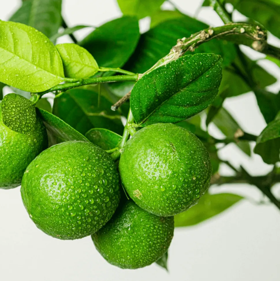 BOURGEON - Citronnier vert - citrus lime 80cm - pot respirant jaune ø30cm