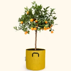 BOURGEON - Citrus calamondin 55cm + pot respirant jaune ø20cm