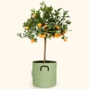 BOURGEON - Citrus calamondin 75cm + pot respirant vert ø30cm