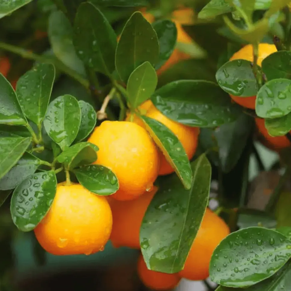 BOURGEON - Citrus calamondin 75cm + pot respirant vert ø30cm