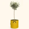 BOURGEON - Olivier européen - olea europaea 90cm + pot respirant jaune ø30cm