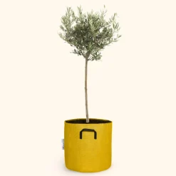 BOURGEON - Olivier européen - olea europaea 90cm + pot respirant jaune ø30cm
