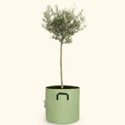 BOURGEON - Olivier européen - olea europaea 50cm + pot respirant vert ø15cm