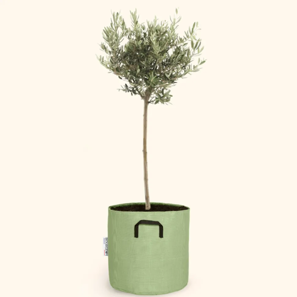 BOURGEON - Olivier européen - olea europaea 50cm + pot respirant vert ø15cm