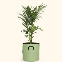 BOURGEON - Palmier kentia - howea forsteriana 110cm + pot respirant vert ø30cm