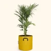 BOURGEON - Palmier kentia - howea forsteriana 170cm + pot respirant jaune ø30cm