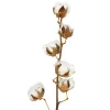 Branche de coton