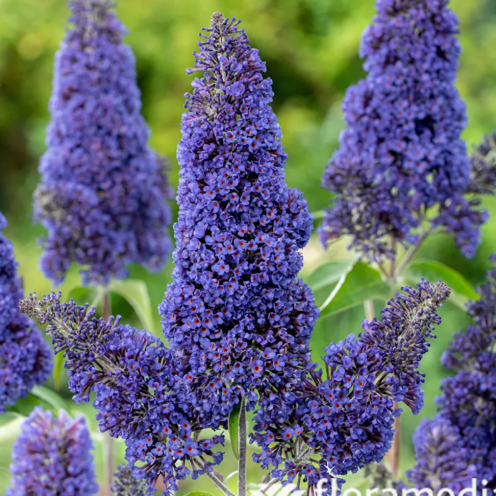 Buddleia : pot de 3L