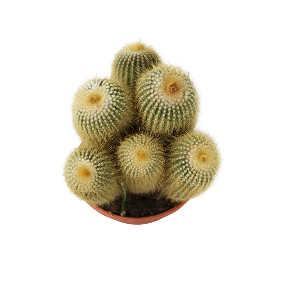 Cactus boule mix : pot D.21cm