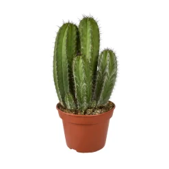 Cactus mix : Pot D.15cm