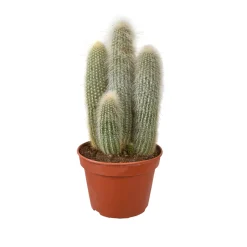 Cactus mix : Pot D.15cm