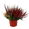 Calluna Beauty Ladies® trio : conteneur de diamètre 17 cm